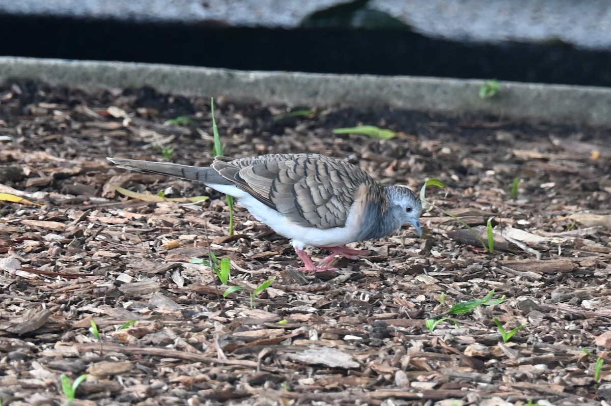 Bar-shouldered Dove - ML643843258