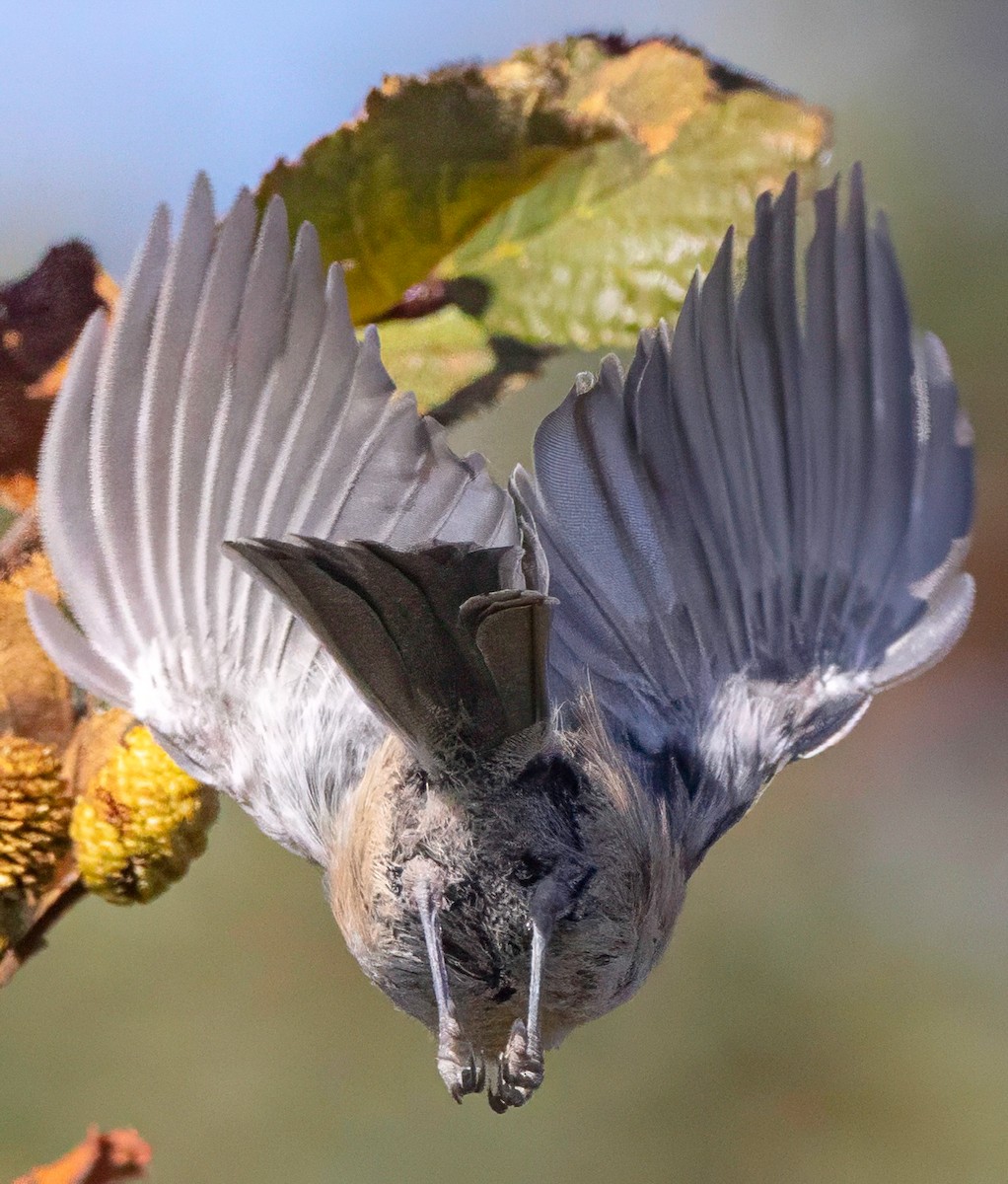 Boreal Chickadee - ML643843259
