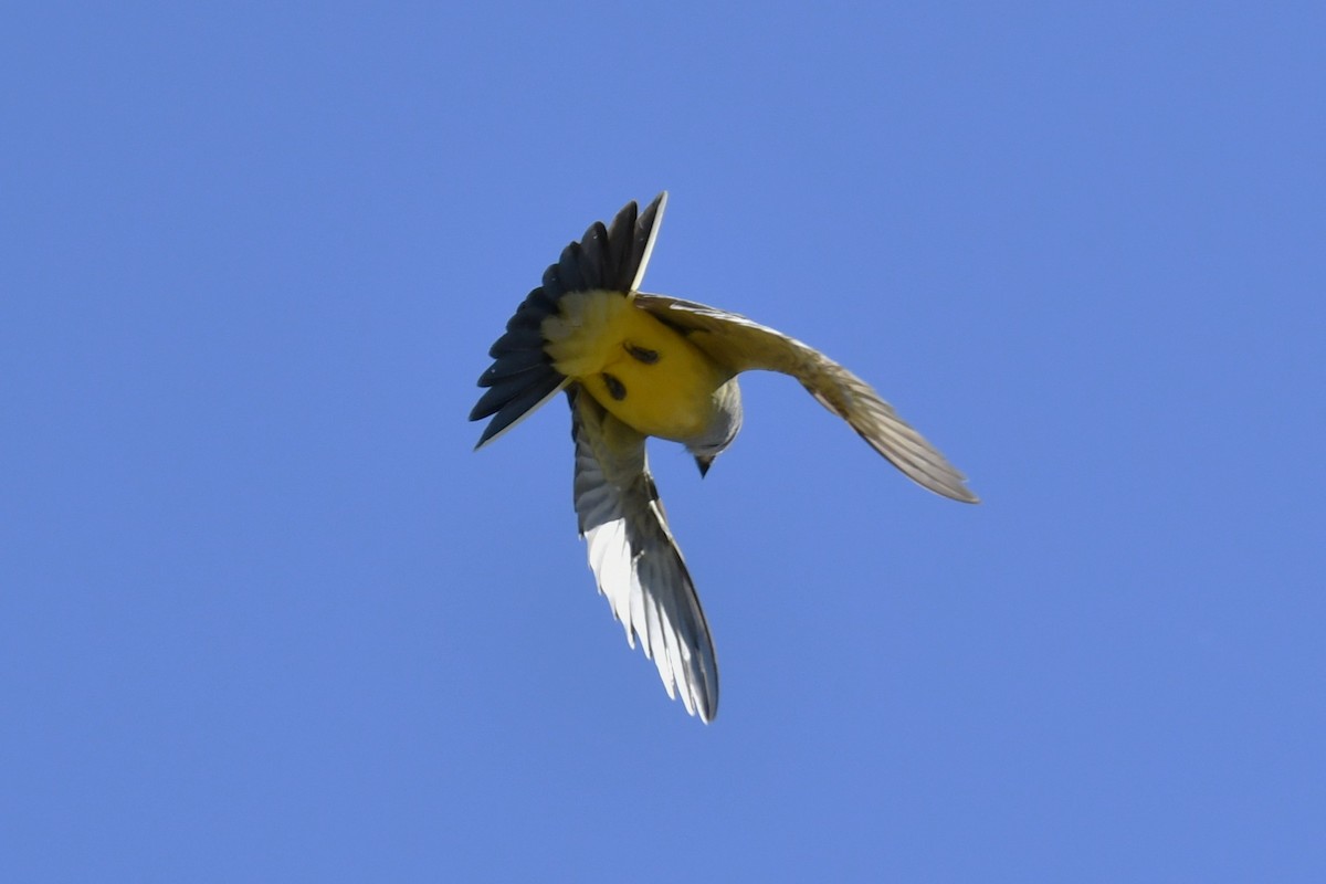 Western Kingbird - ML643843261