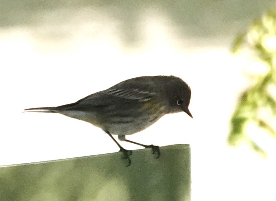 Yellow-rumped Warbler - ML643843262