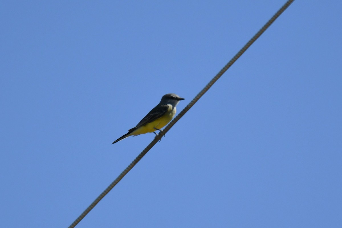 Western Kingbird - ML643843267