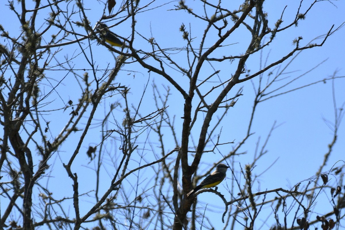 Western Kingbird - ML643843269