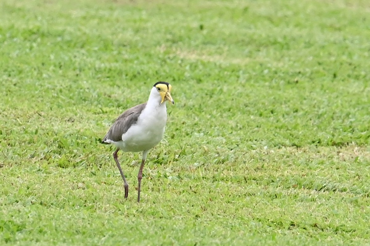 Masked Lapwing - ML643843280