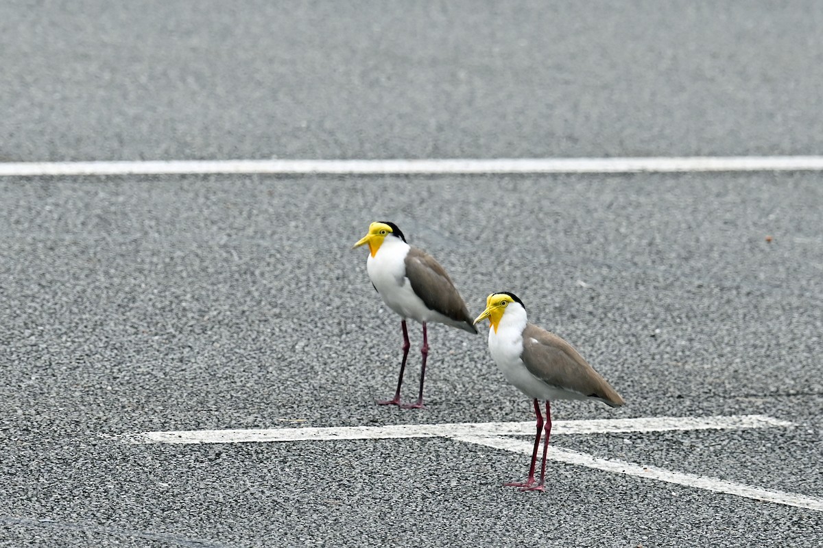 Masked Lapwing - ML643843284