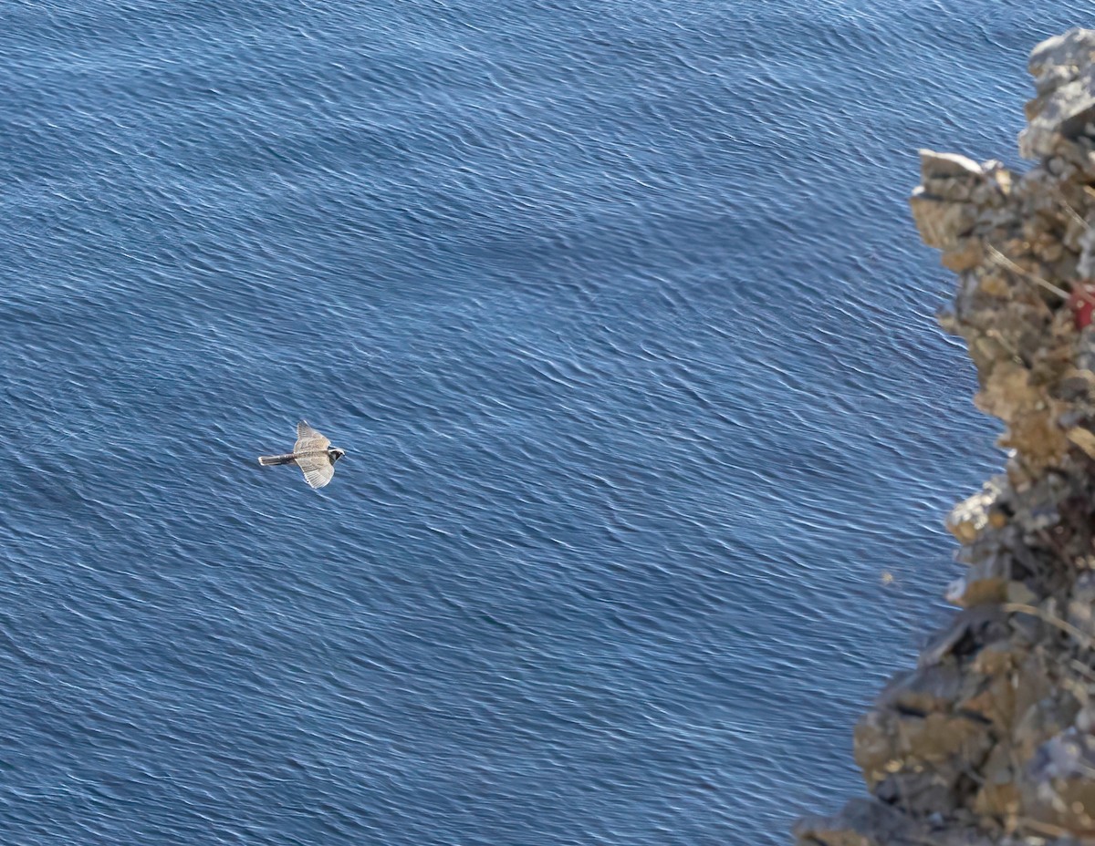 Peregrine Falcon - ML643843290