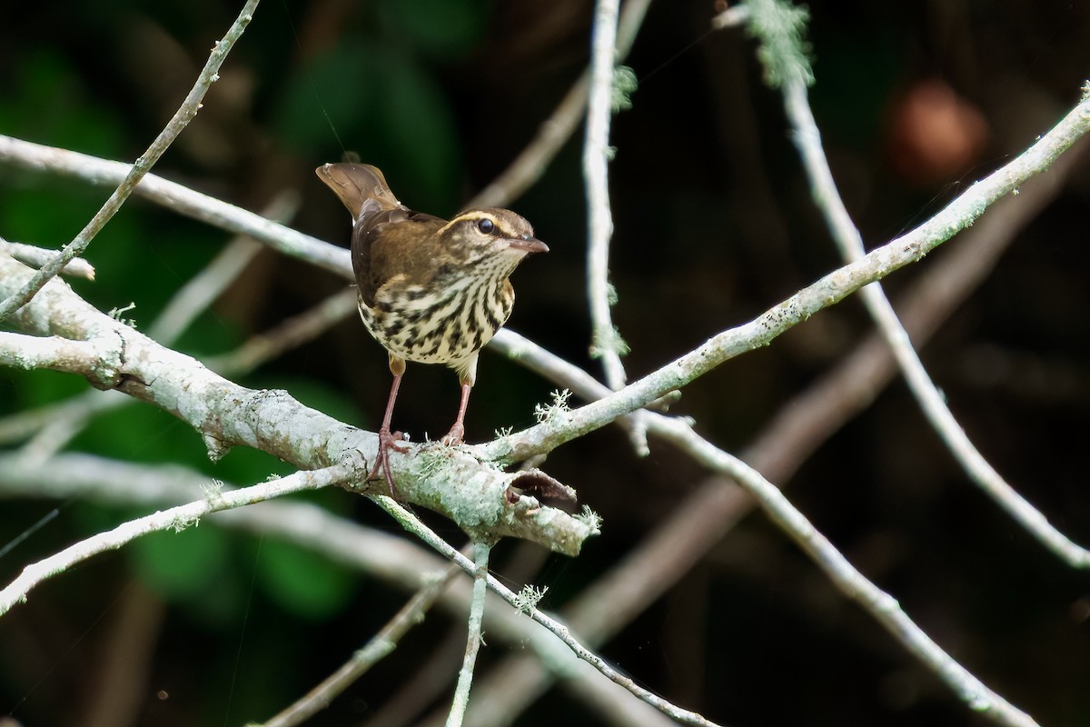 Northern Waterthrush - ML643843306