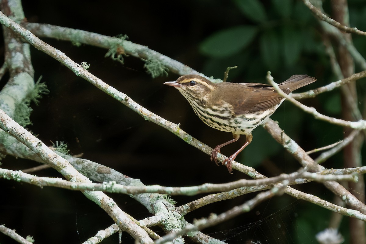 Northern Waterthrush - ML643843308