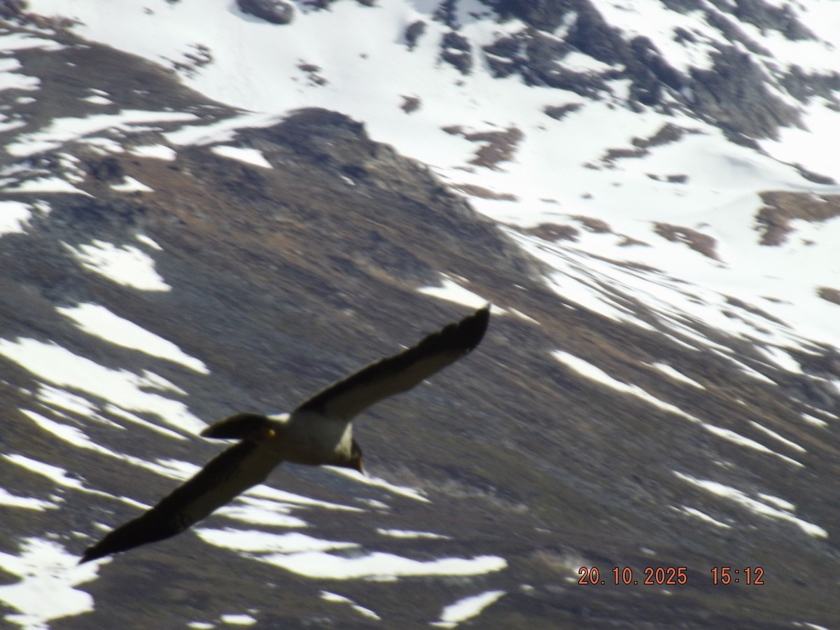 hvitbrystkarakara - ML643843359