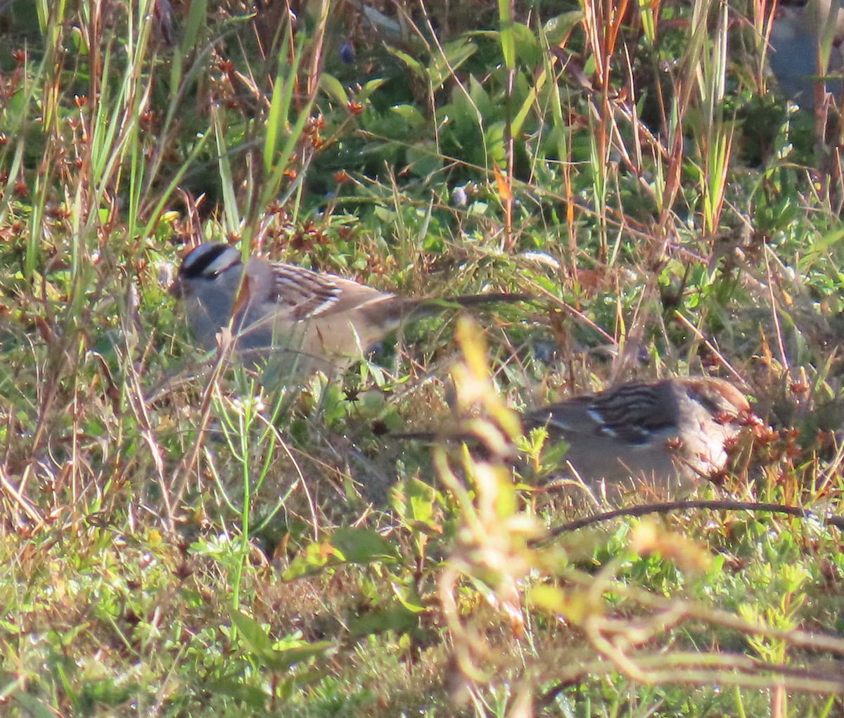 White-crowned Sparrow (leucophrys) - ML643843368
