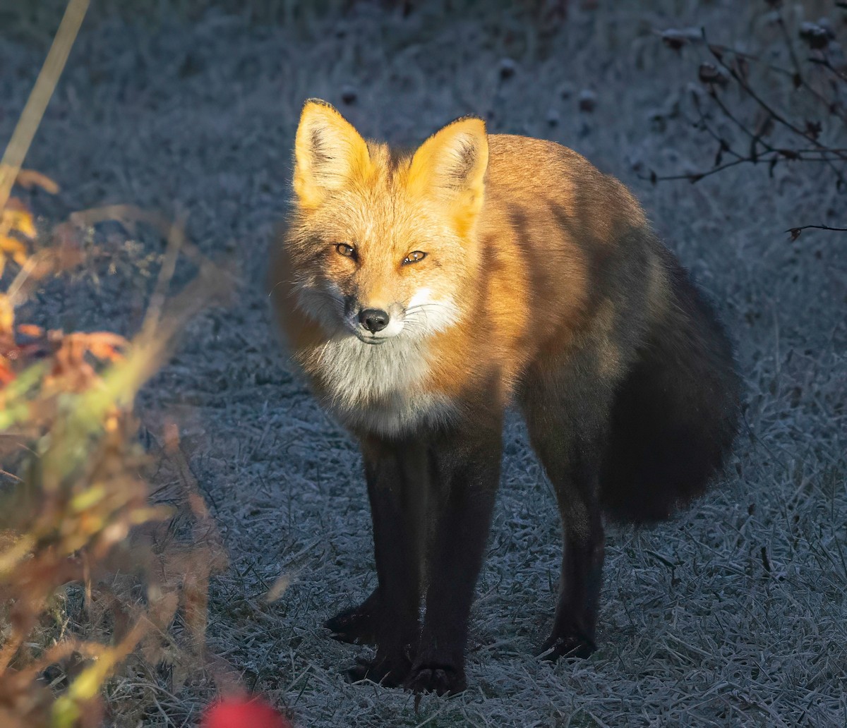 Red Fox - ML643843377