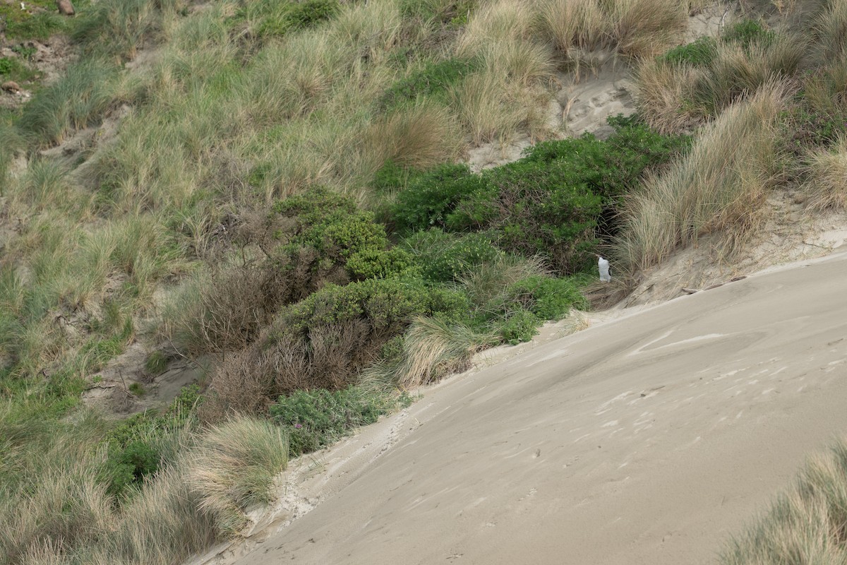Yellow-eyed Penguin - ML643843382