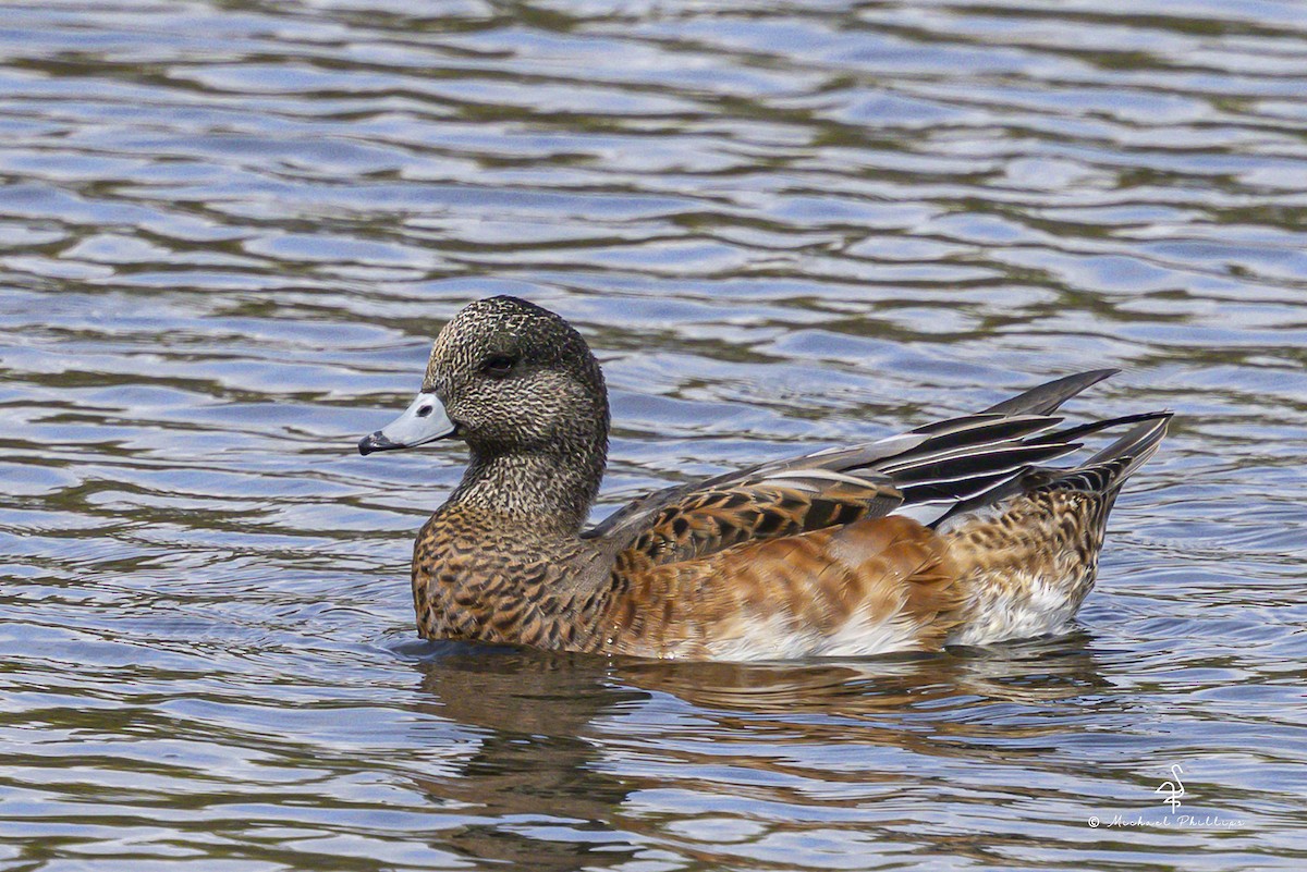 American Wigeon - ML643843396