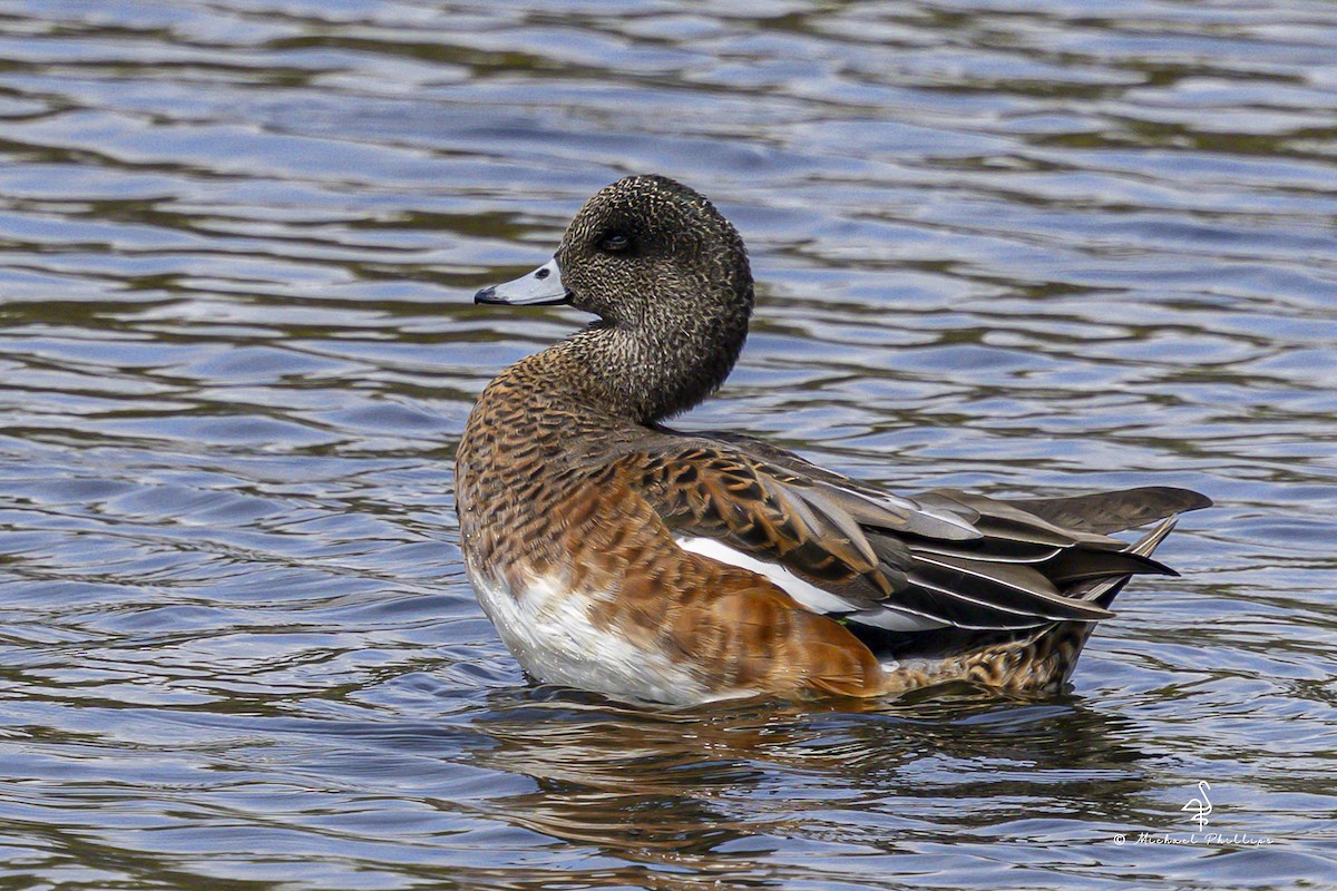 American Wigeon - ML643843397