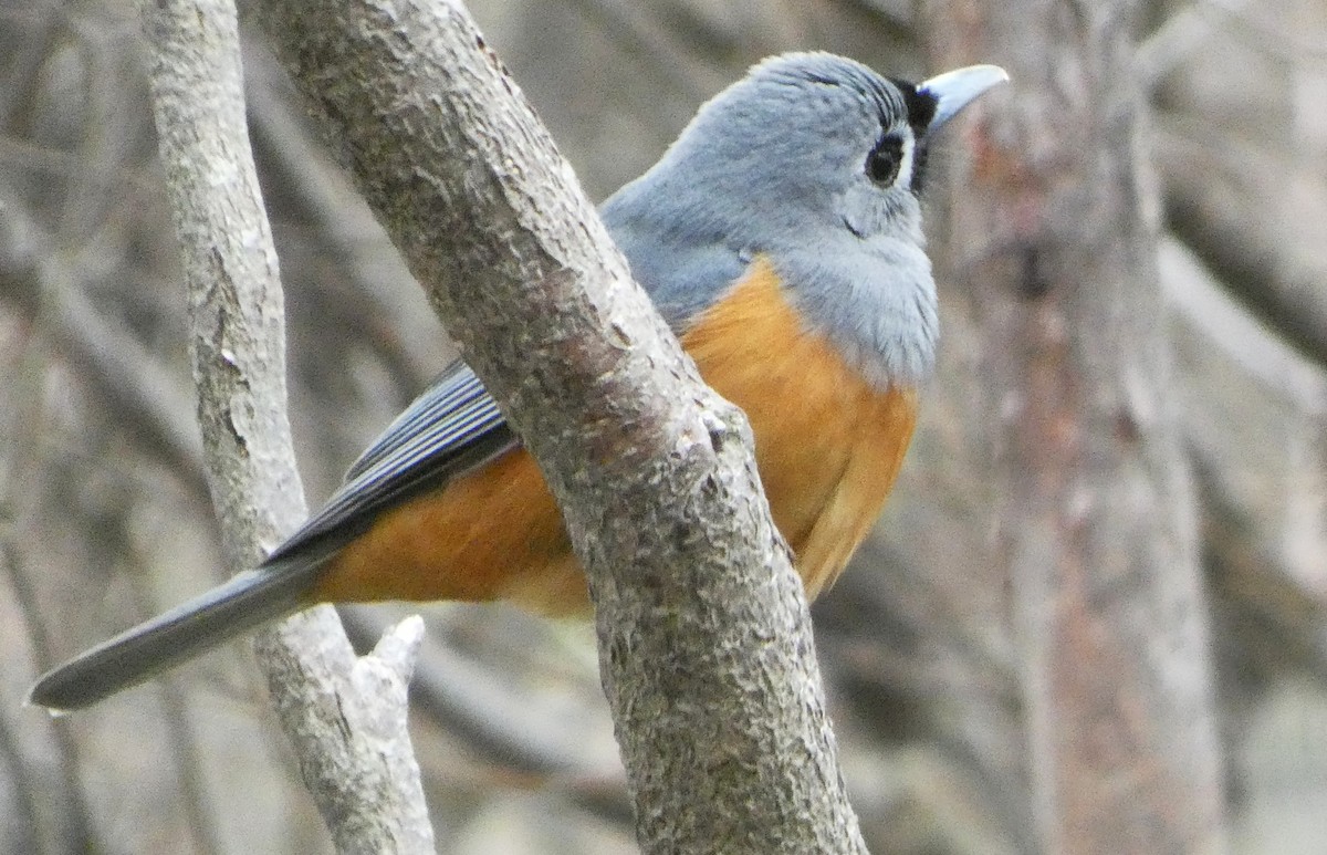 Black-faced Monarch - ML643843404