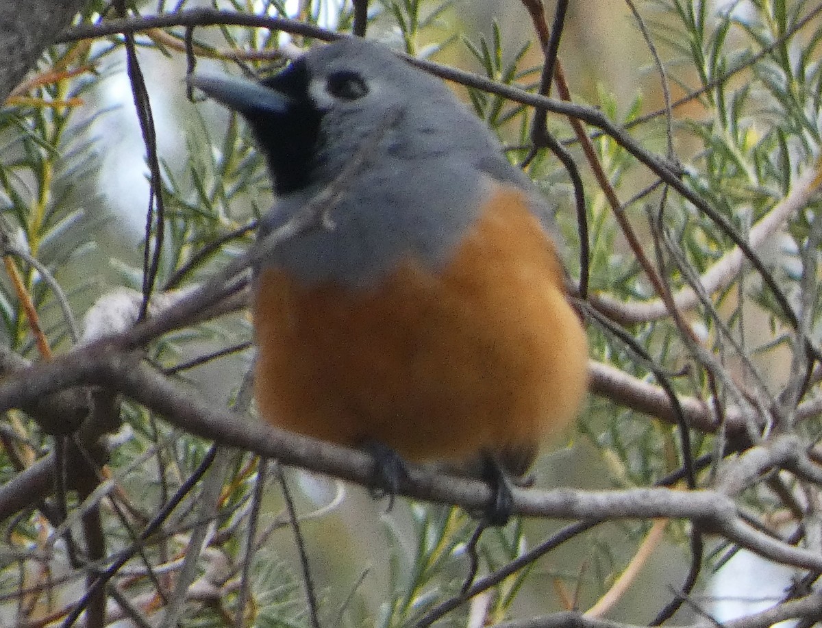 Black-faced Monarch - ML643843405