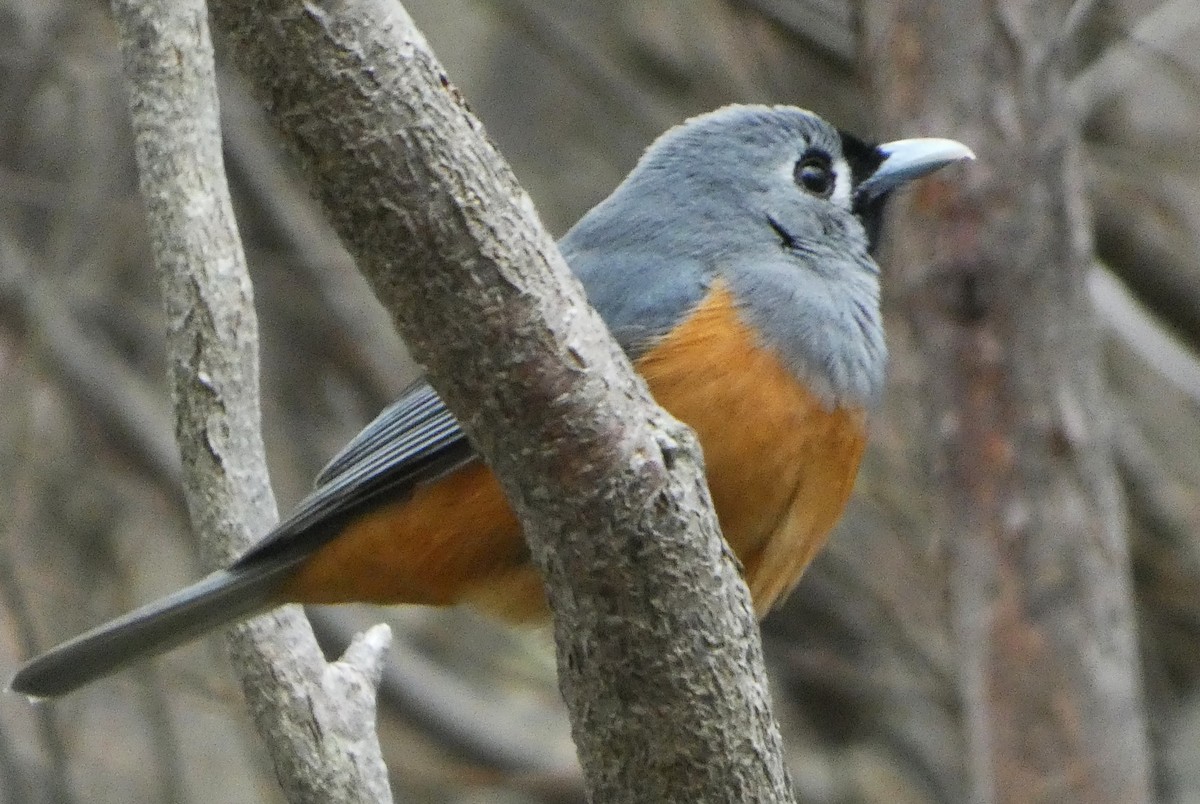 Black-faced Monarch - ML643843407