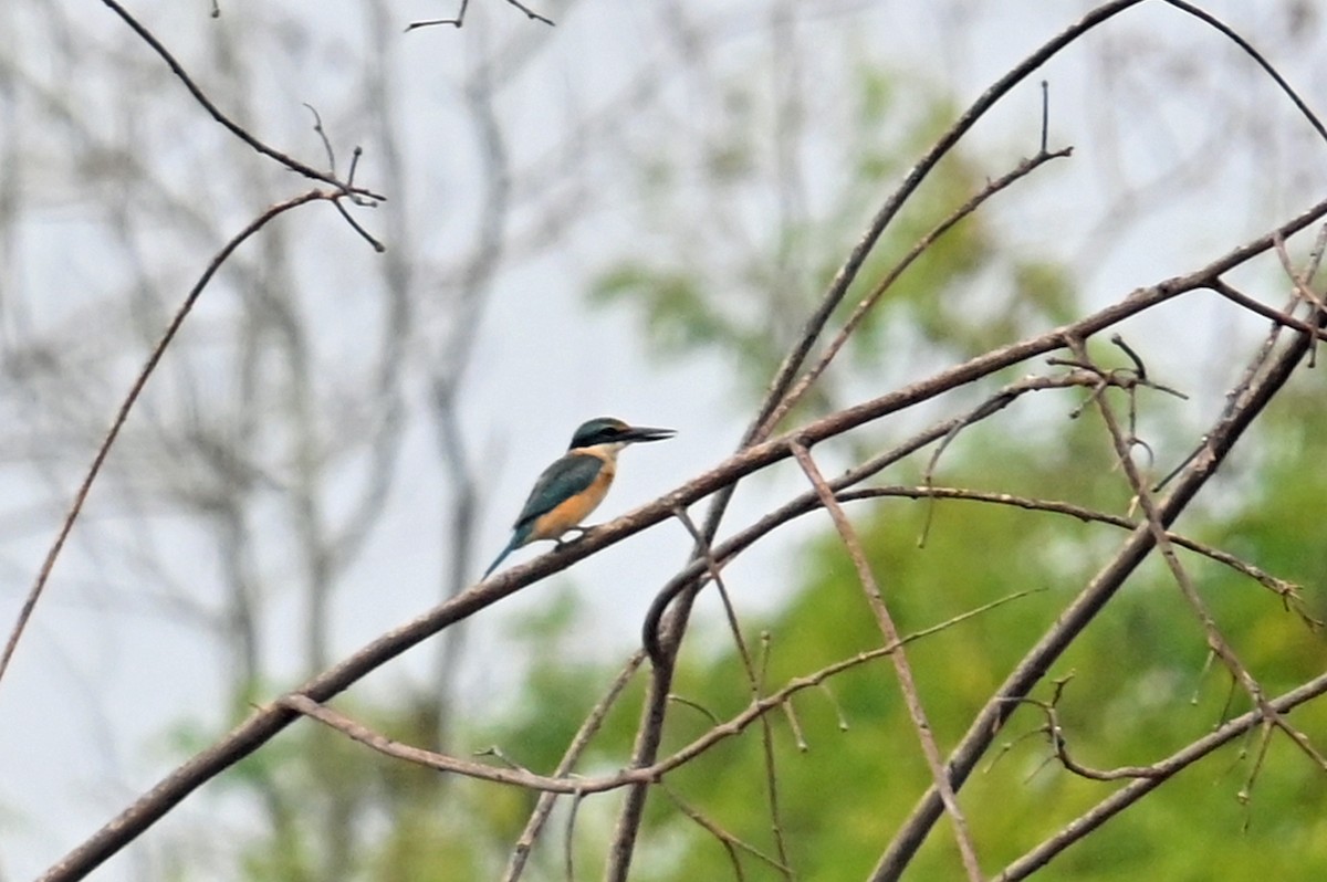 Sacred Kingfisher - ML643843423
