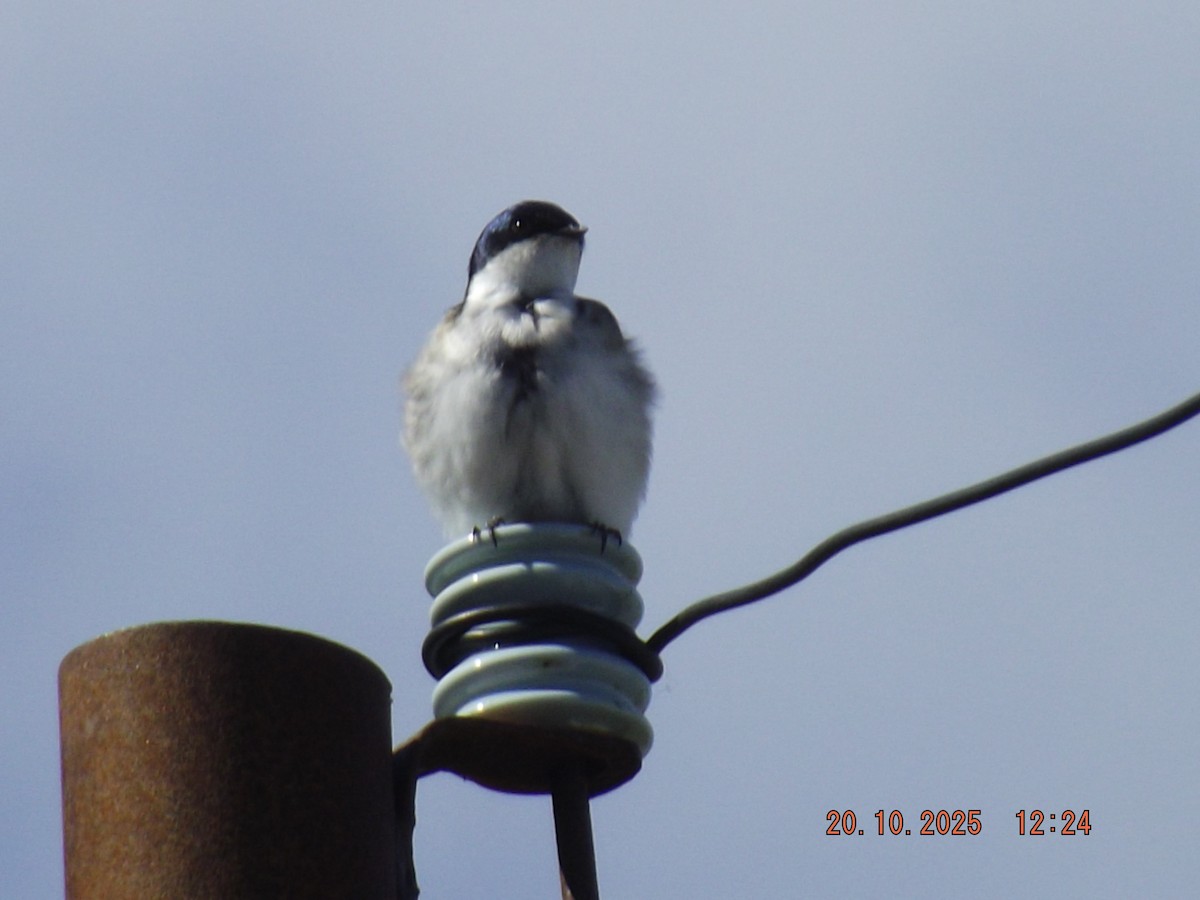 Chilean Swallow - ML643843426