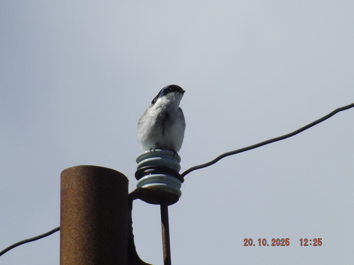 Chilean Swallow - ML643843427