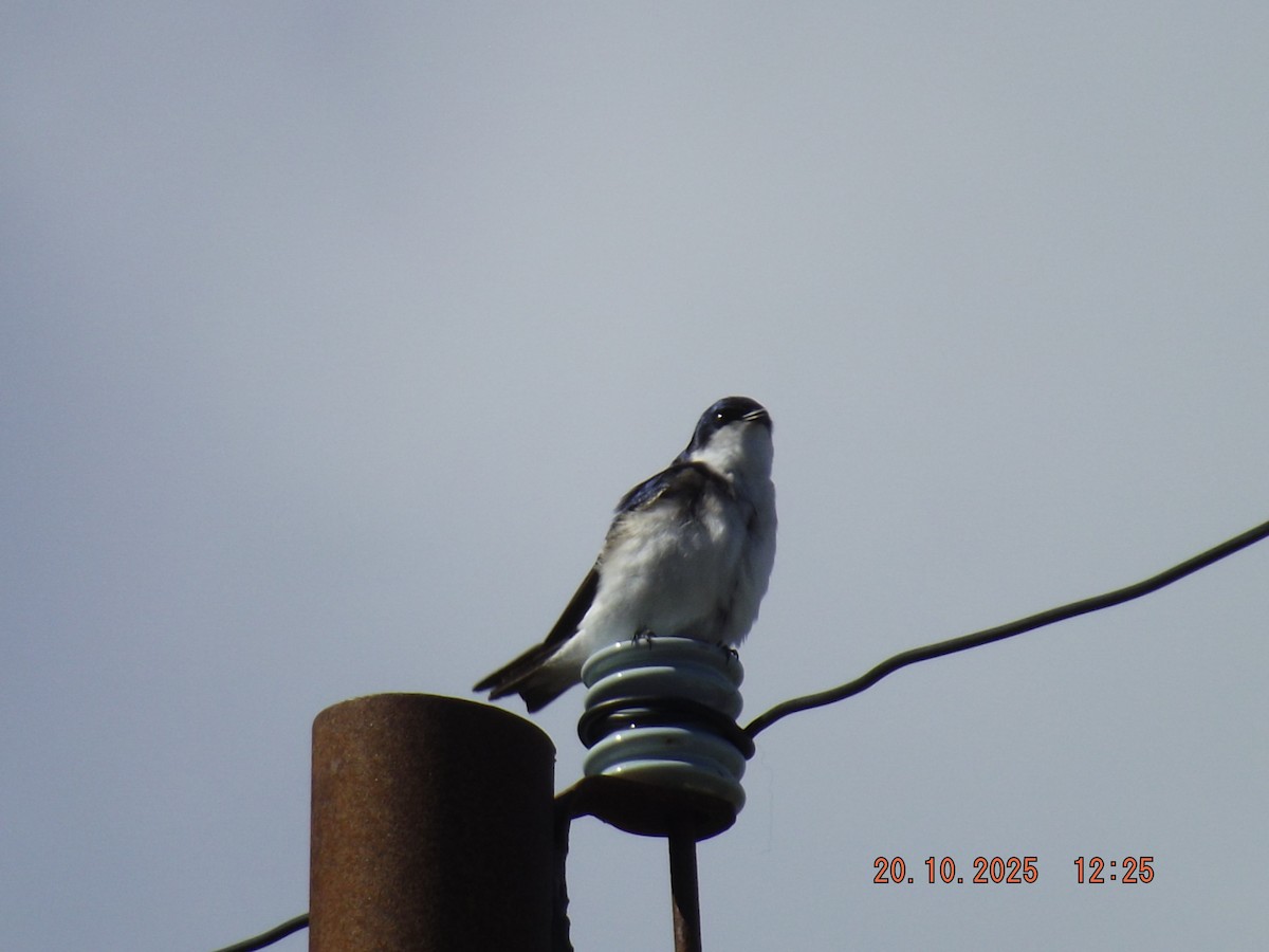 Chilean Swallow - ML643843428