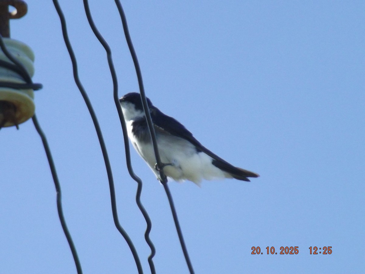 Chilean Swallow - ML643843429