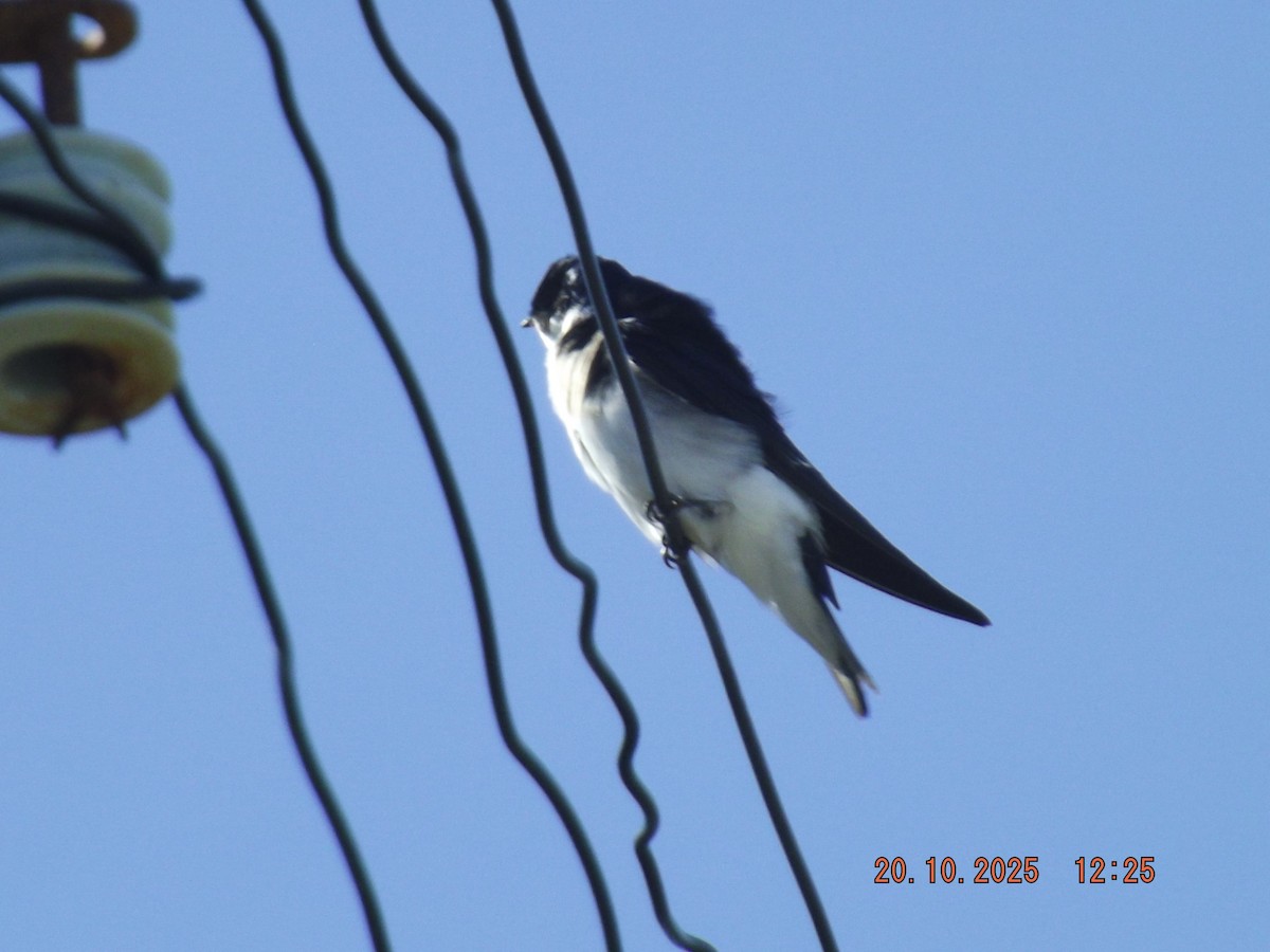 Chilean Swallow - ML643843430