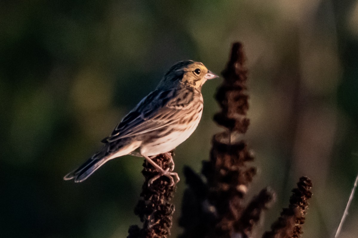 Savannah Sparrow - ML643843440