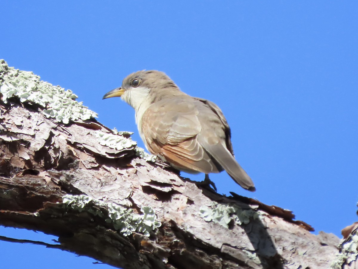 Yellow-billed Cuckoo - ML643843442
