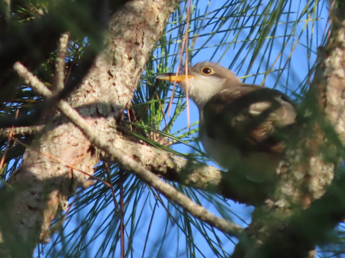 Yellow-billed Cuckoo - ML643843443
