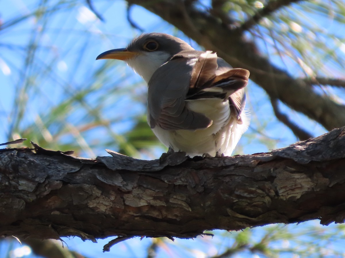 Yellow-billed Cuckoo - ML643843444