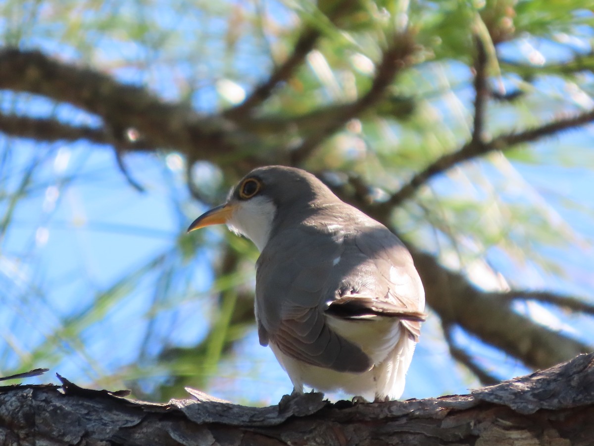 Yellow-billed Cuckoo - ML643843445