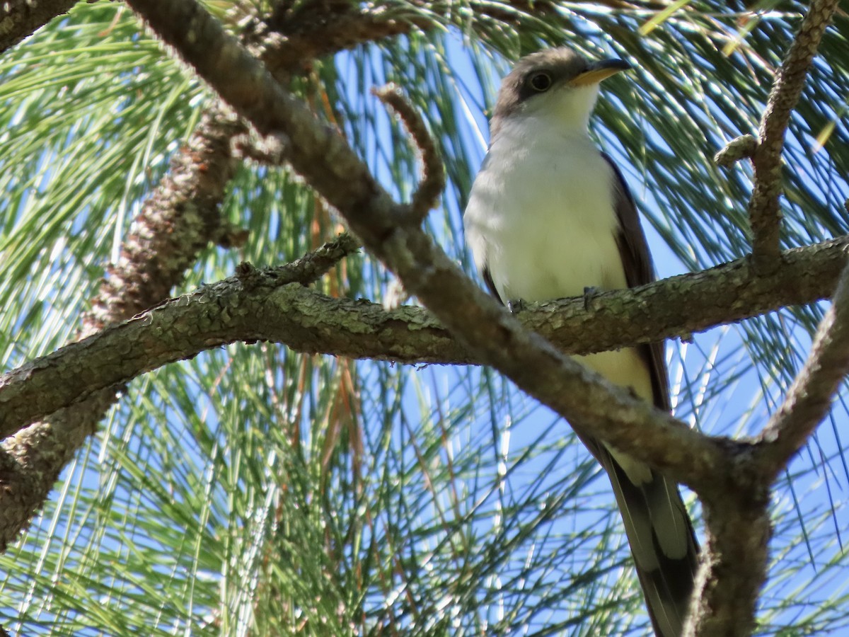 Yellow-billed Cuckoo - ML643843446