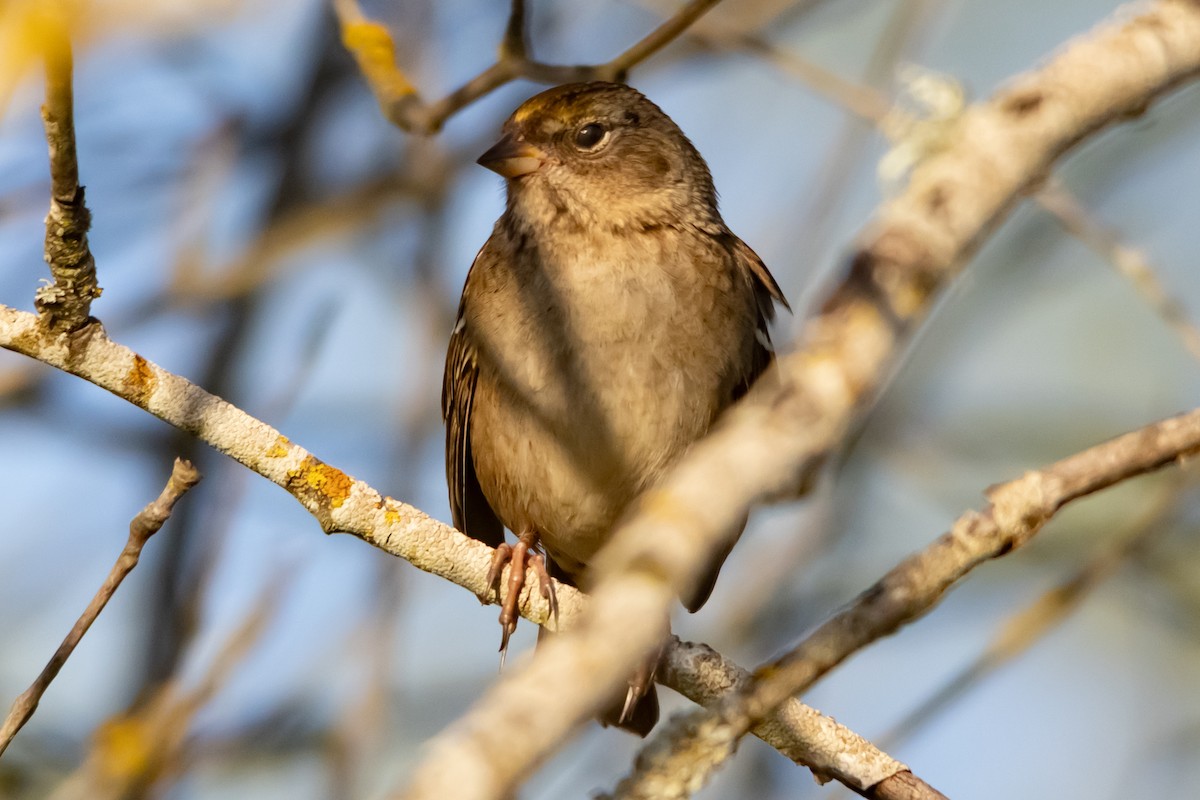 Golden-crowned Sparrow - ML643843457
