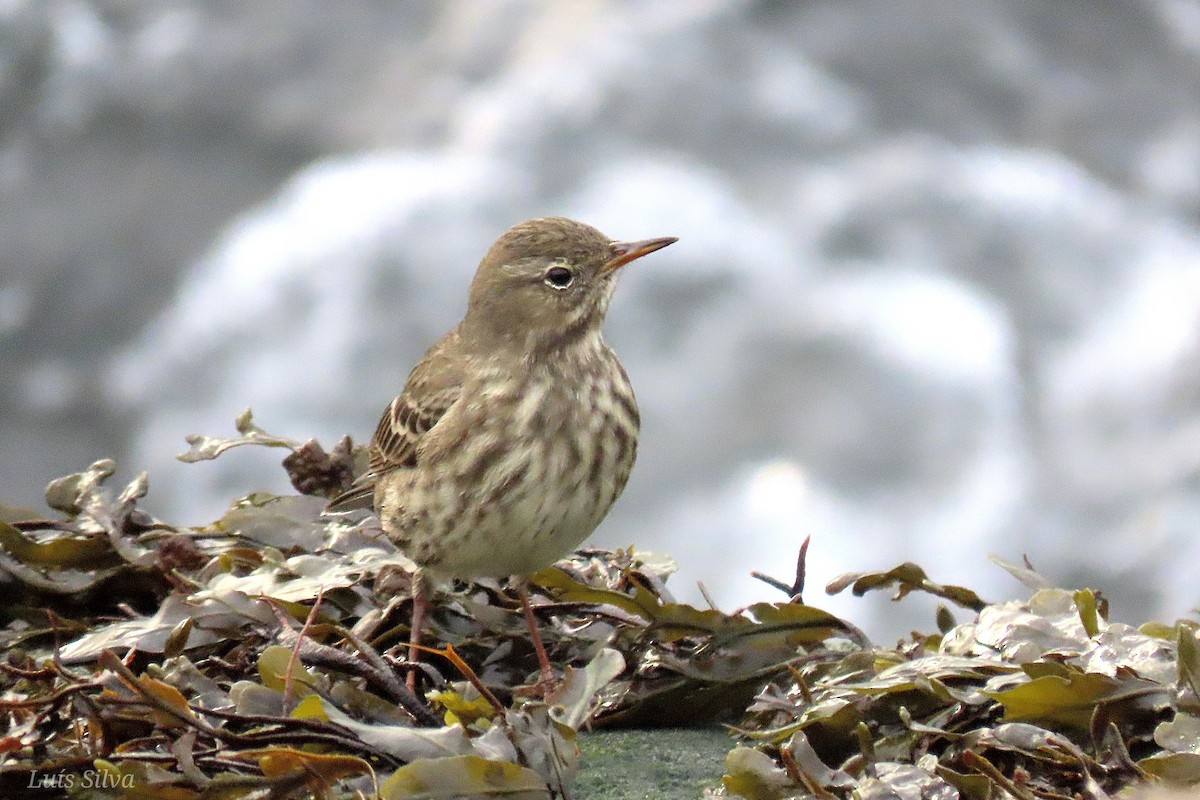 Rock Pipit - ML643843463