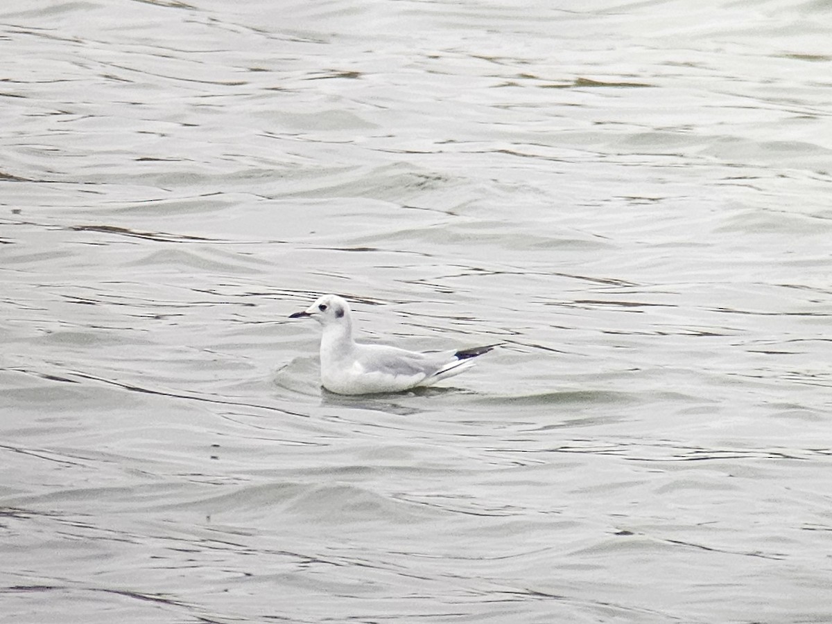 Bonaparte's Gull - ML643843464