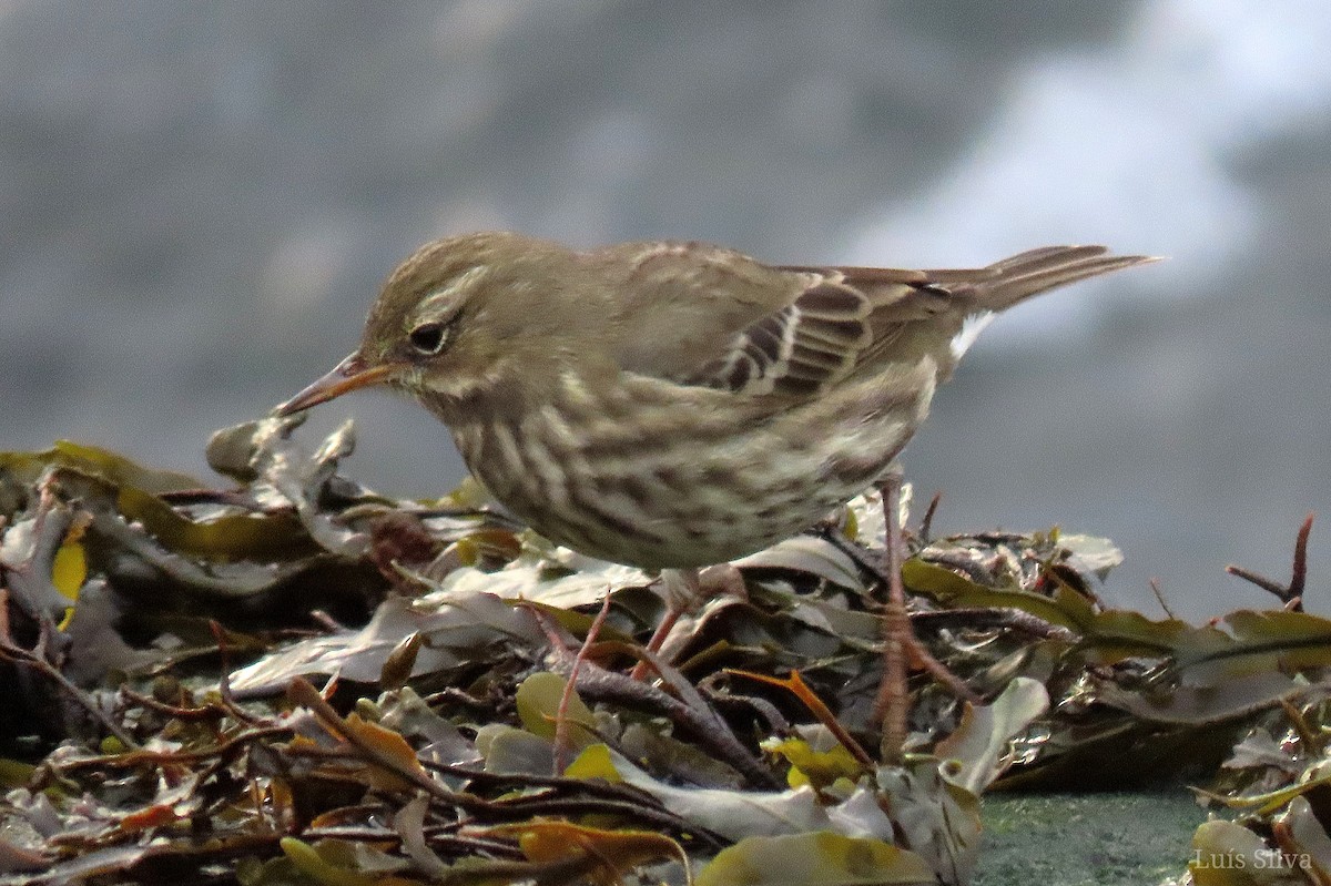 Rock Pipit - ML643843479
