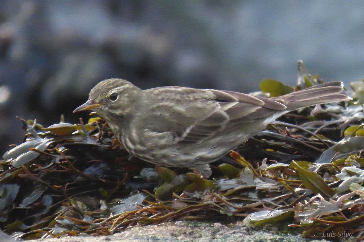 Rock Pipit - ML643843481