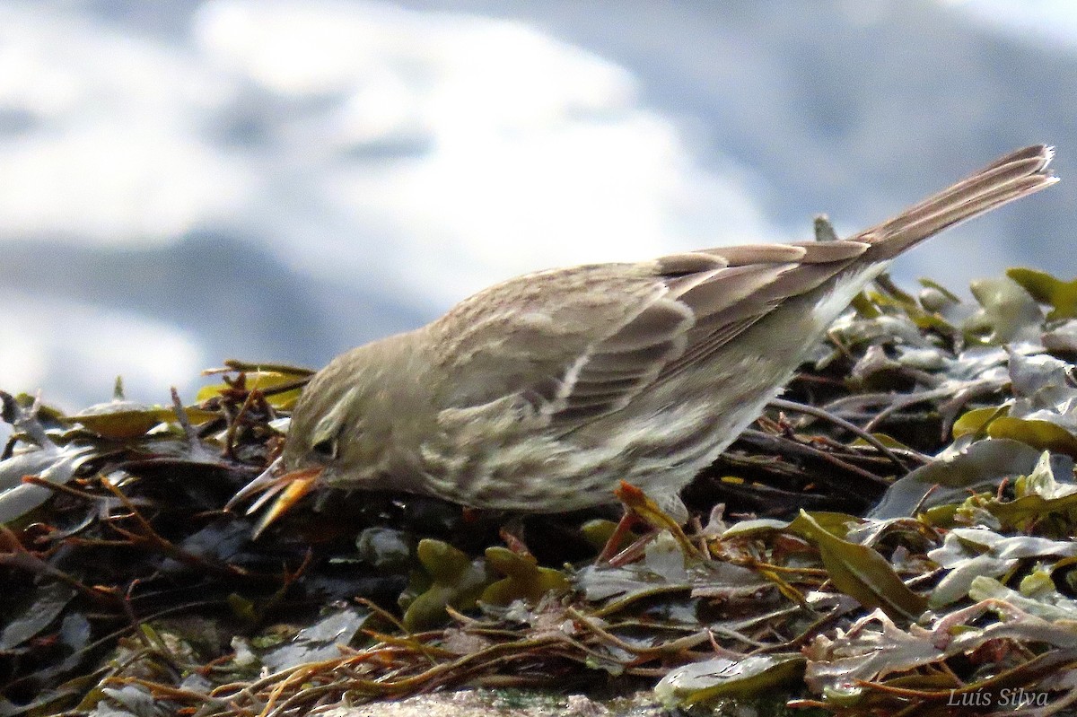 Rock Pipit - ML643843482