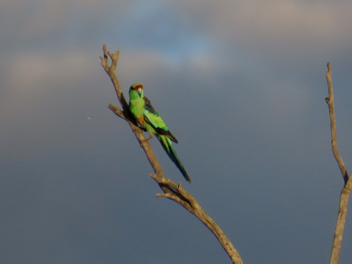 コダイマキエインコ - ML643843484