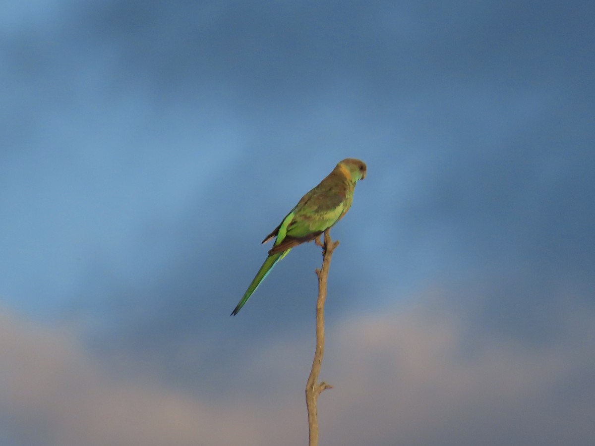 コダイマキエインコ - ML643843485
