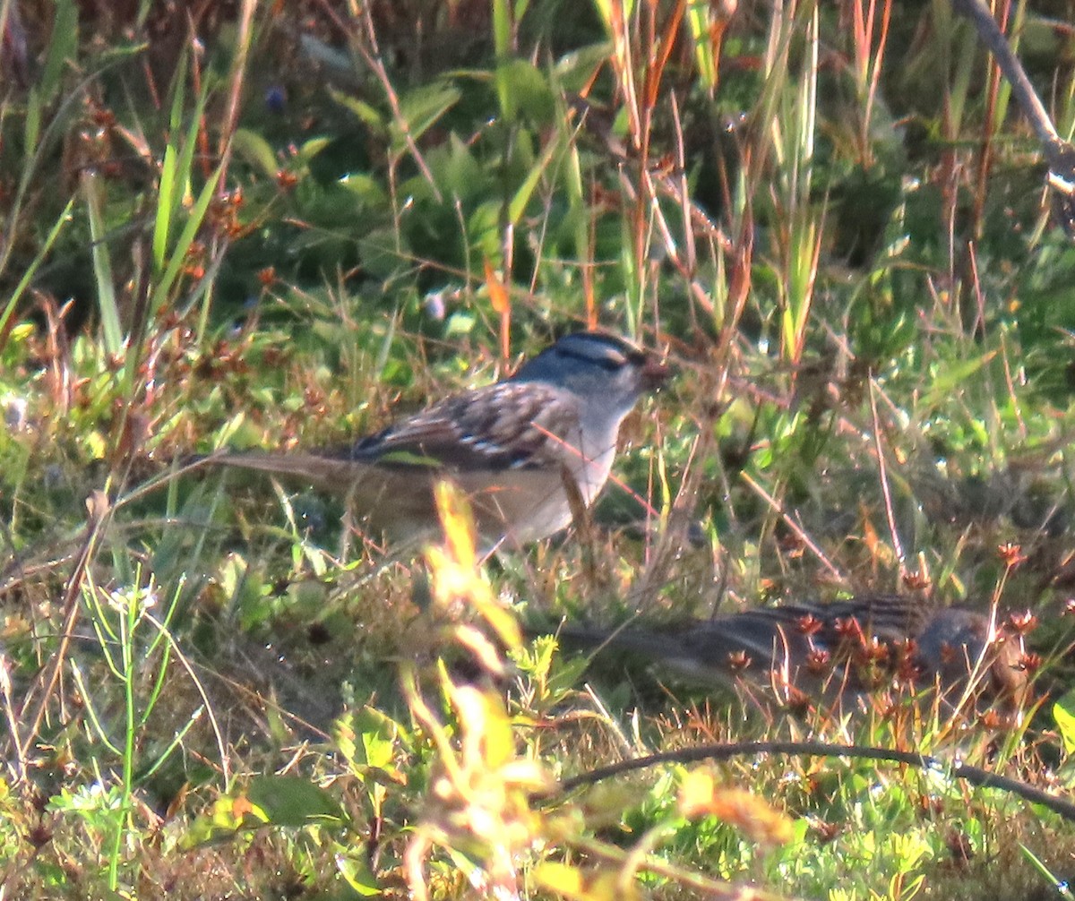 White-crowned Sparrow (leucophrys) - ML643843490