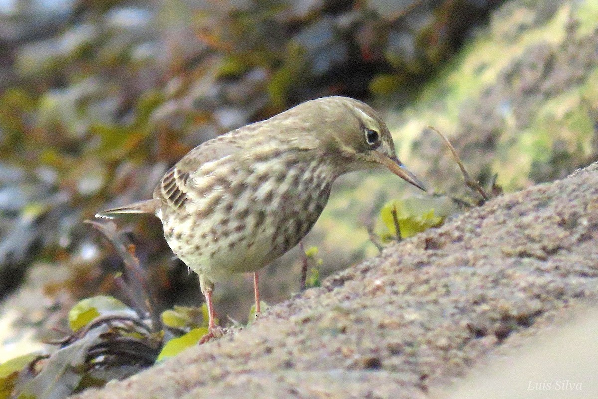 Rock Pipit - ML643843513