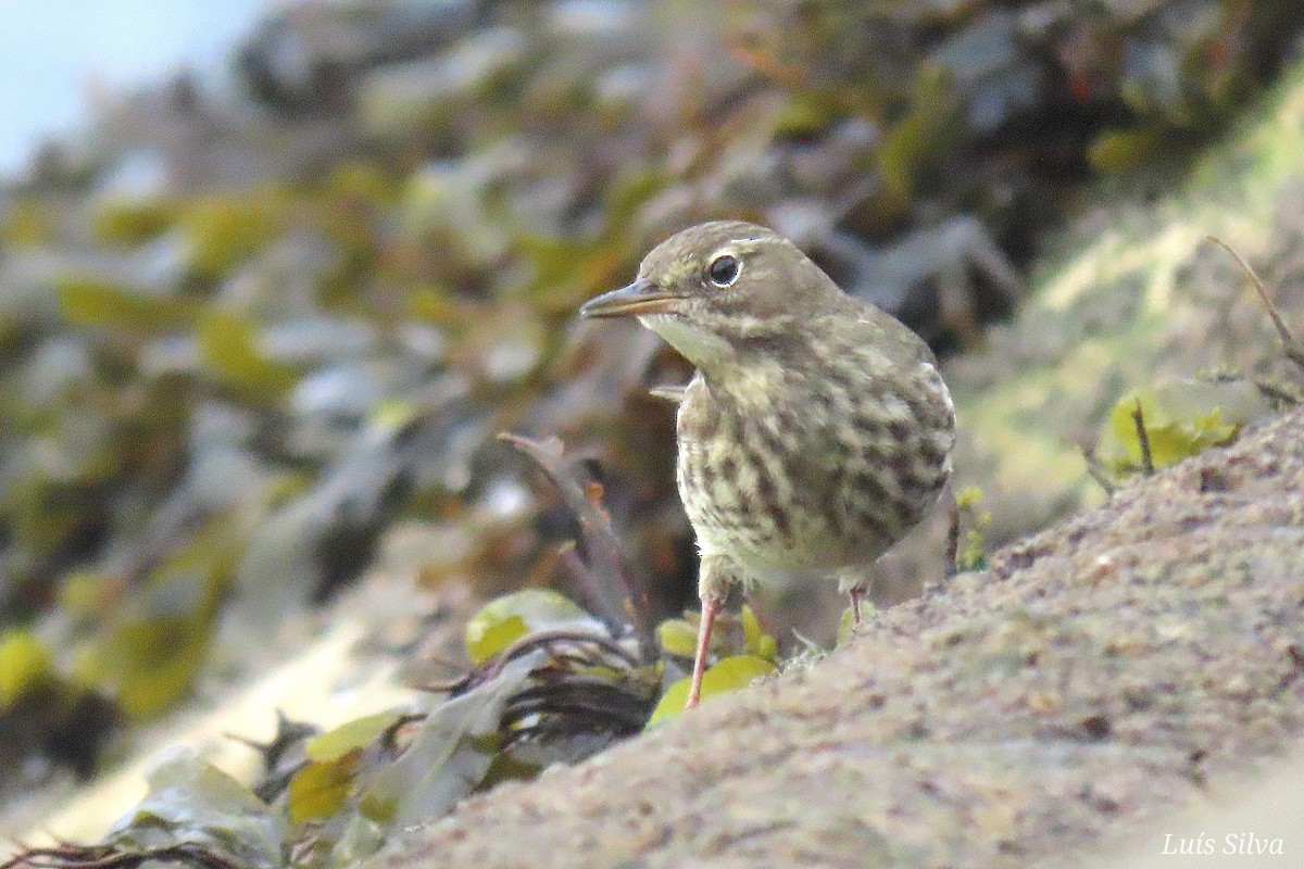 Rock Pipit - ML643843514