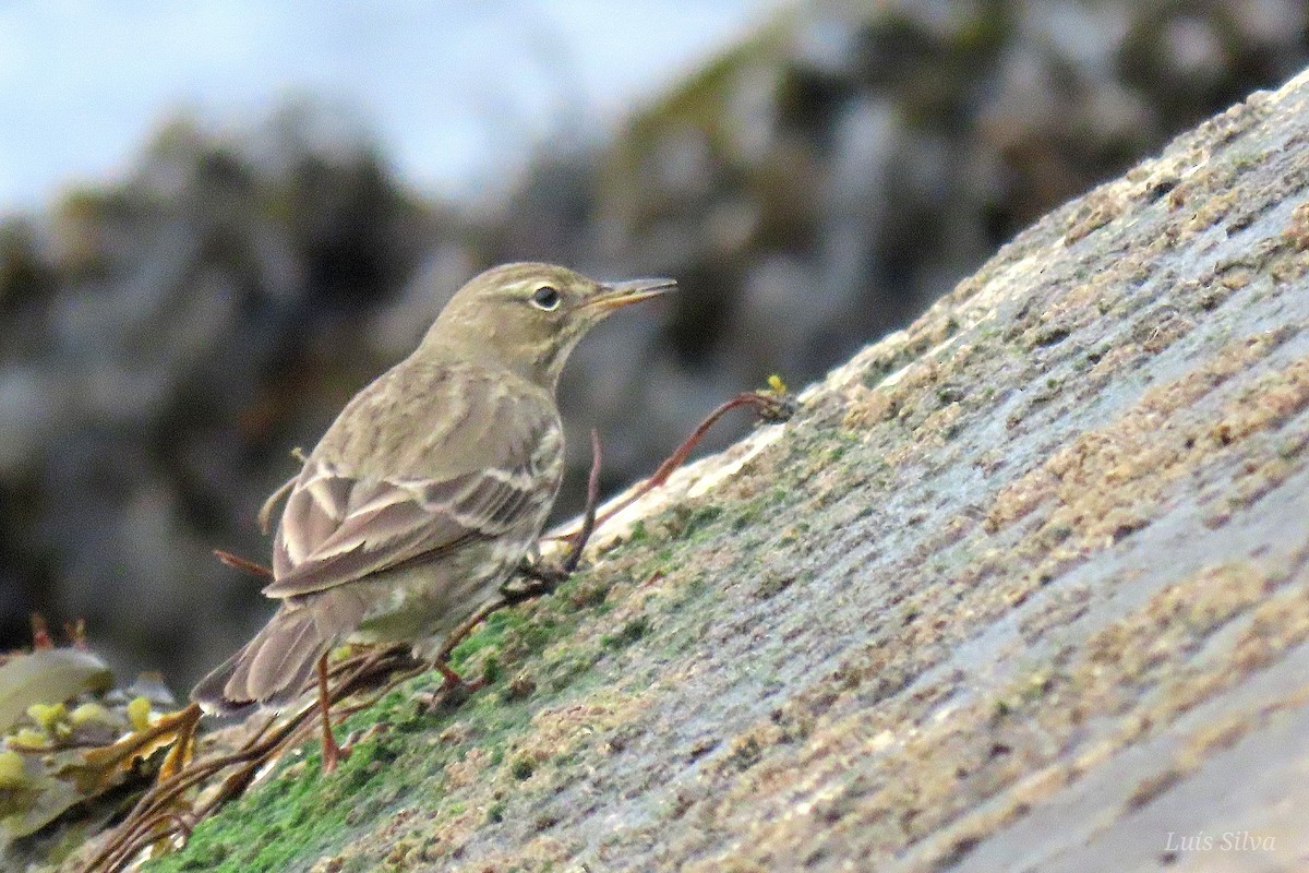 Rock Pipit - ML643843515