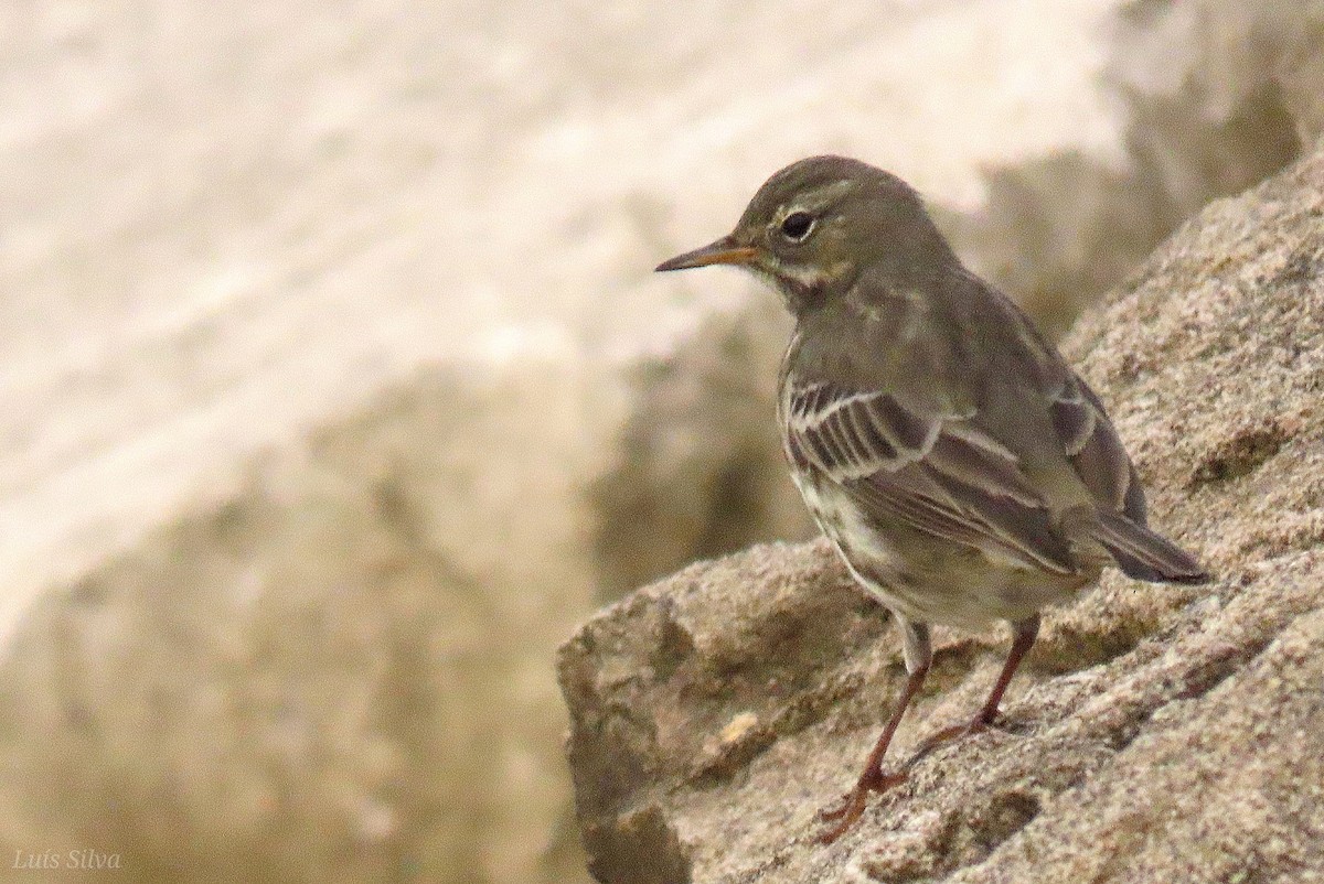 Rock Pipit - ML643843516