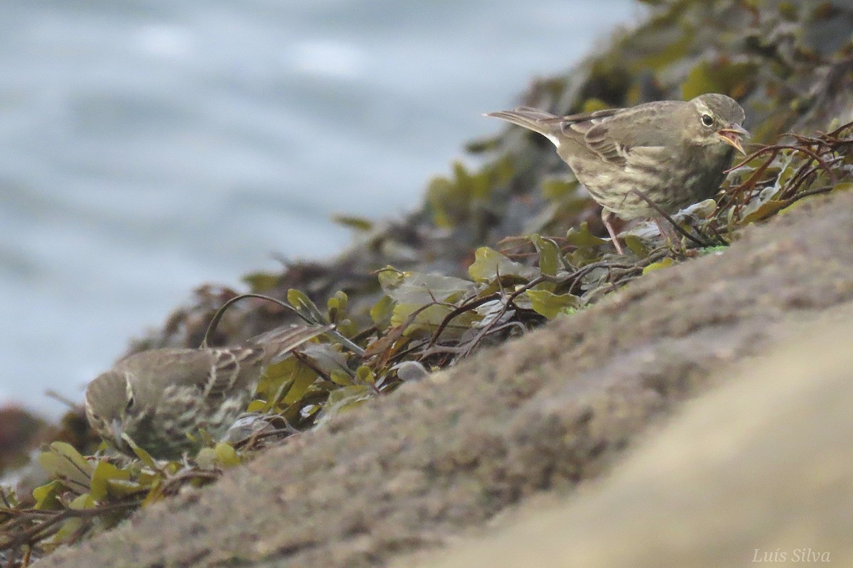 Rock Pipit - ML643843517