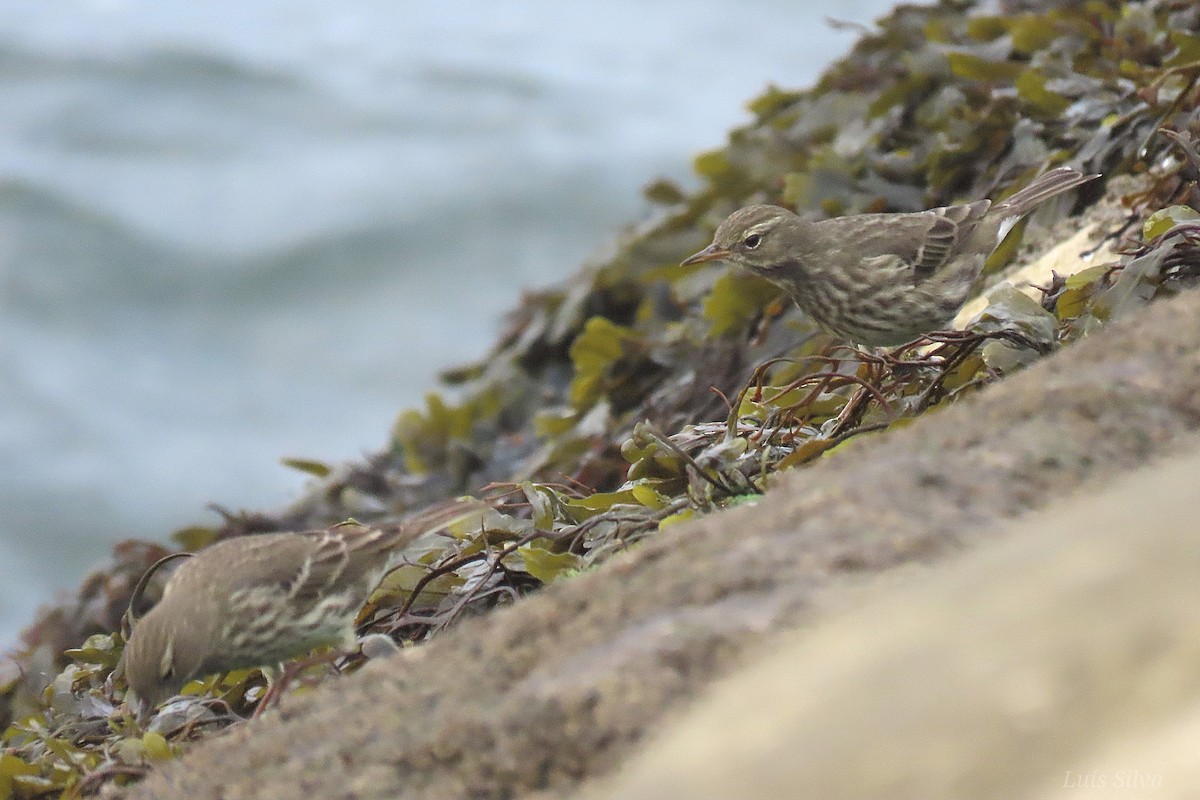 Rock Pipit - ML643843518