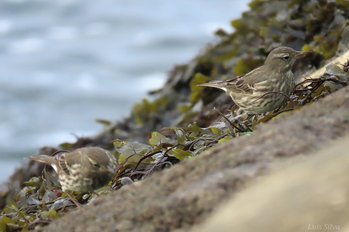 Rock Pipit - ML643843519