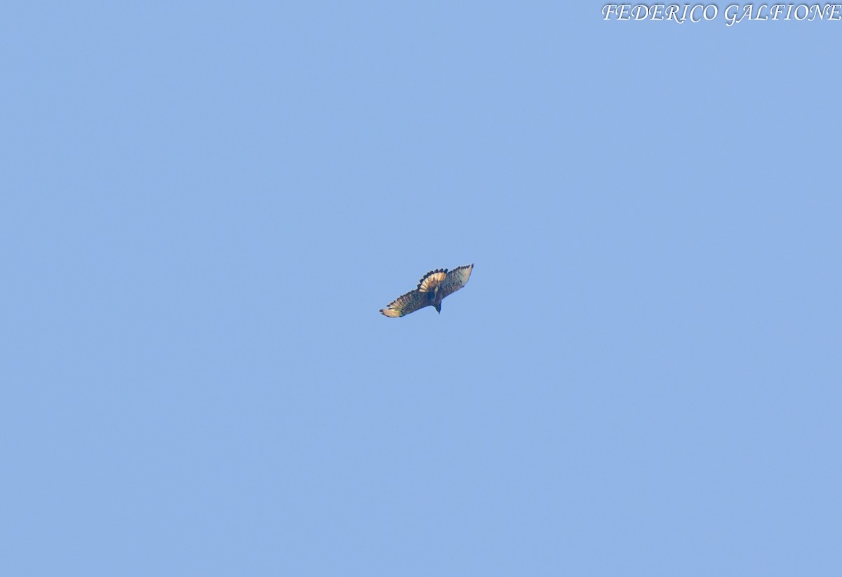Black-and-chestnut Eagle - ML643843528