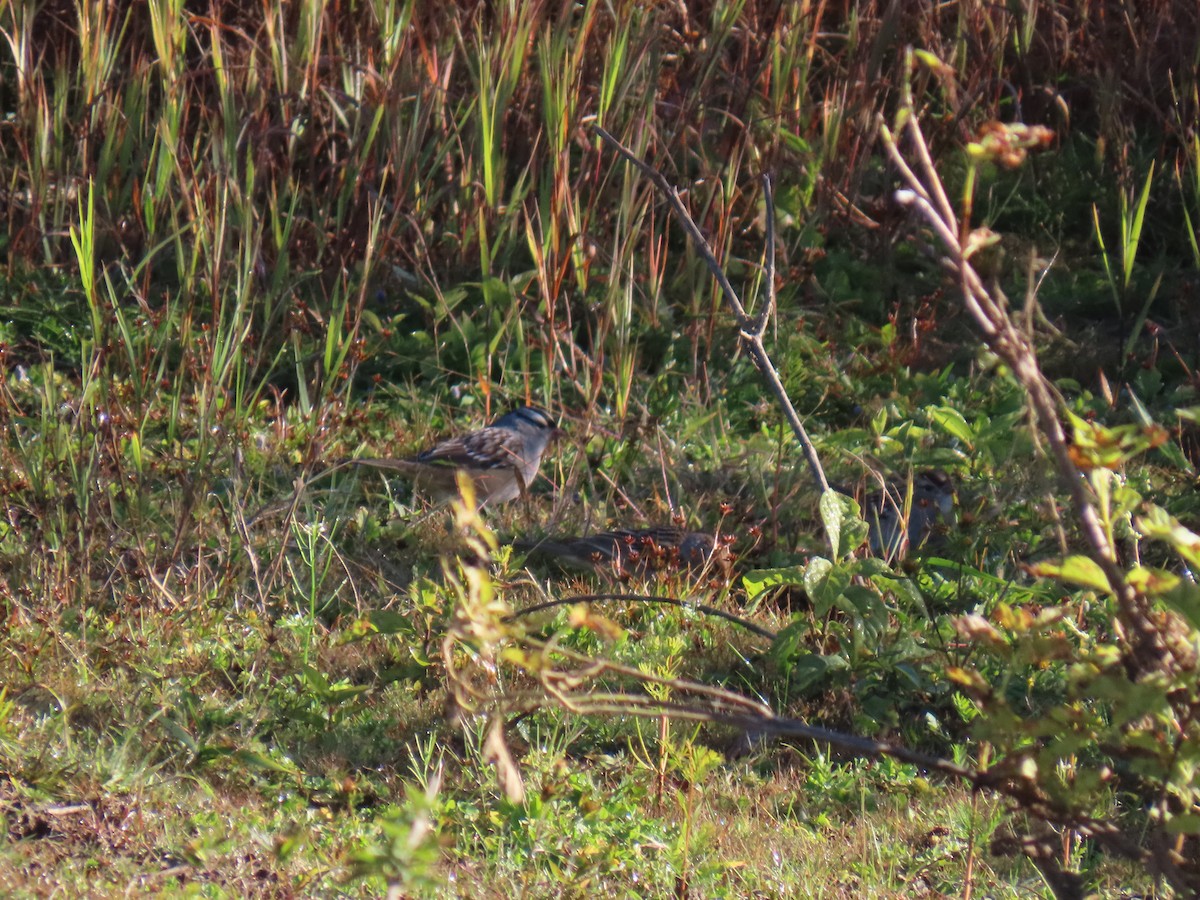 White-crowned Sparrow (leucophrys) - ML643843530